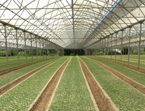 Vue d'une serre ensablée avec légumes sortie de terre